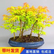 日本红枫盆景矮霸老桩红舞姬黄金枫橙之梦客厅阳台矮化盆栽花卉