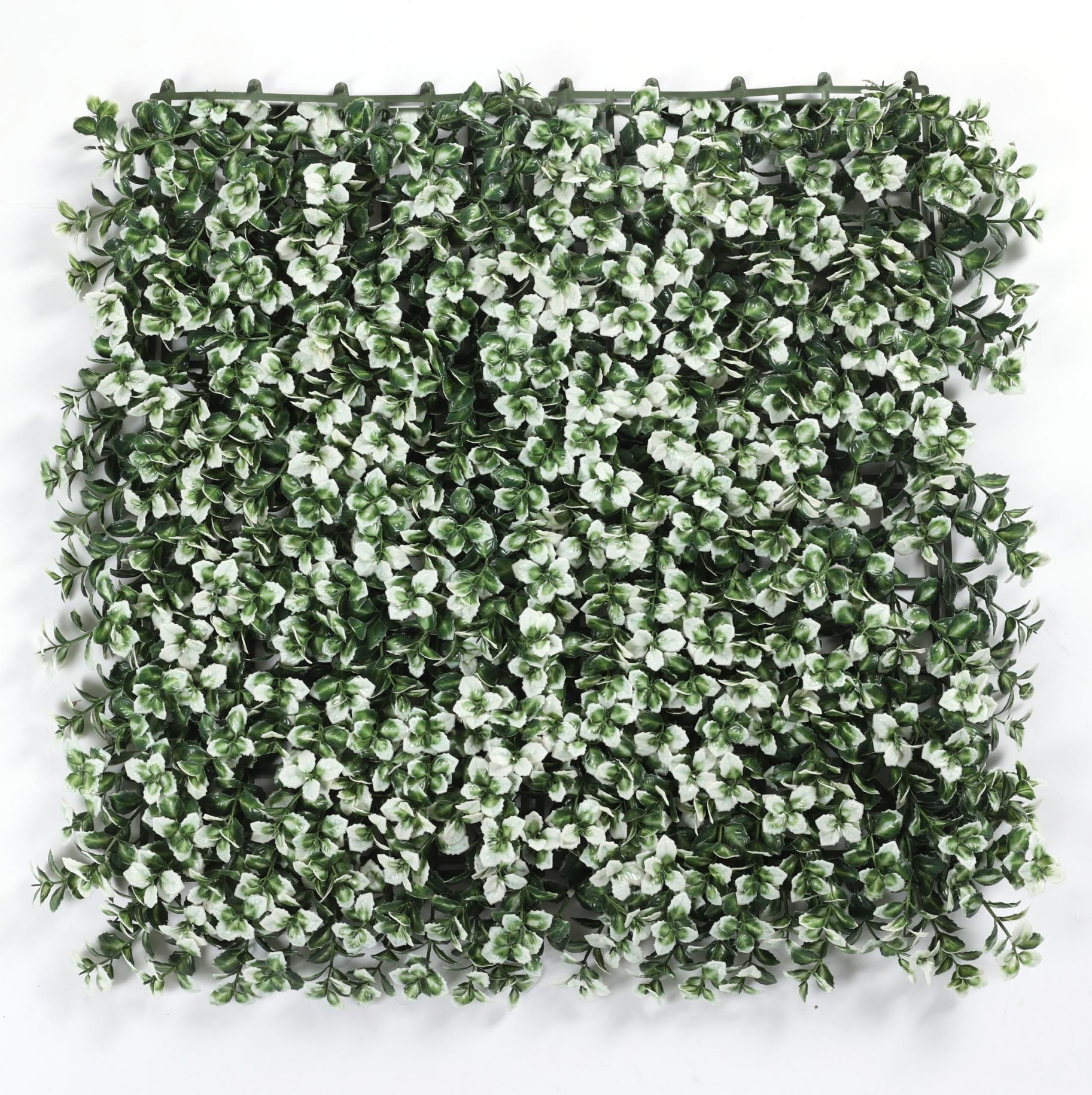 White lucky grass