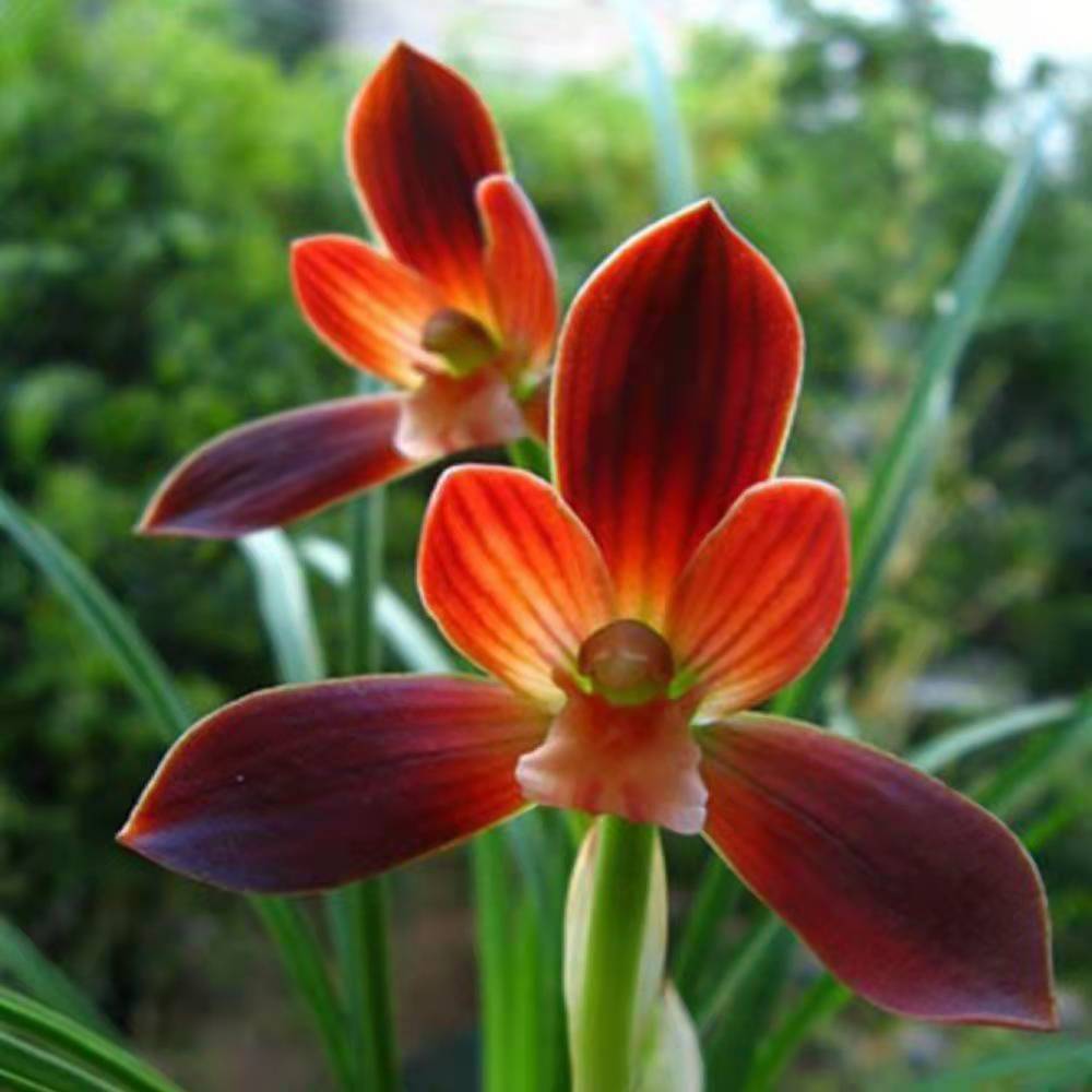 清仓1兰花苗 春兰红荷红  粉荷 浓香型花卉 基地直发 耐寒好养