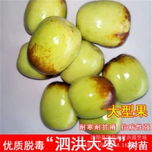 大甜枣霸王枣苗泗洪大枣树苗嫁接南北方种植果树盆栽地栽当年挂果