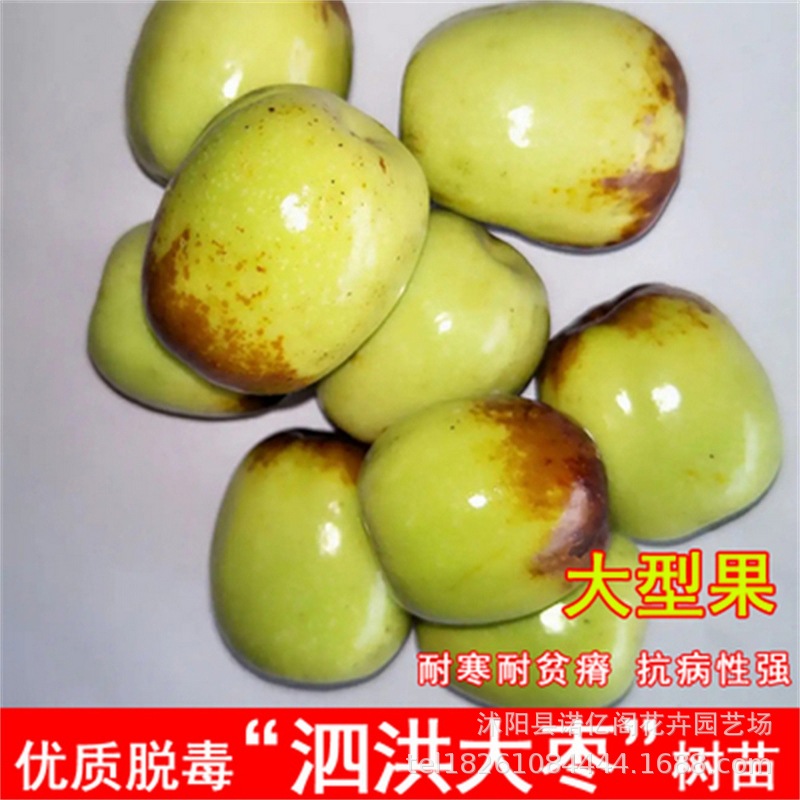 大甜枣霸王枣苗泗洪大枣树苗嫁接南北方种植果树盆栽地栽当年挂果