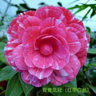 �x���P�ڲ軨�����辰����������ԭ����������ļ������҃���ͥԺ