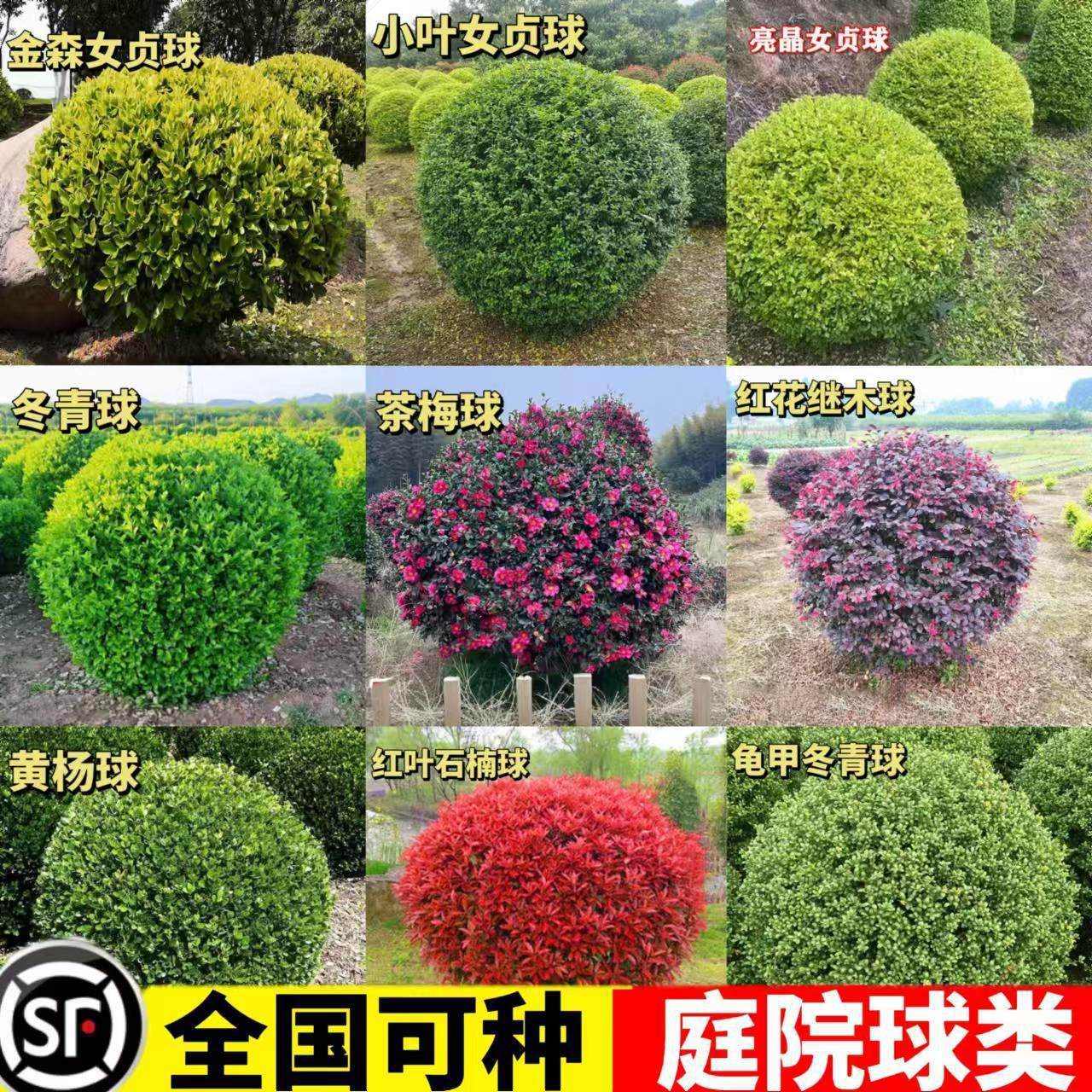 С�~�S������~������ʯ����÷���ɭŮؑ��ͥԺ�������ξG����