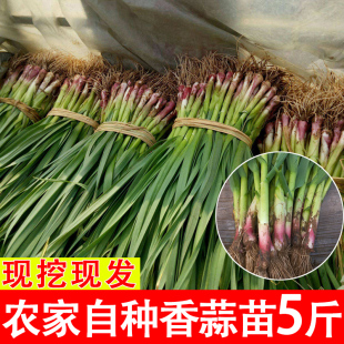 �F�����r������tƤ�๣������t�����籾���������r�߲�3��5��