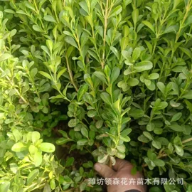 宿根花卉;一二年生花卉;灌木