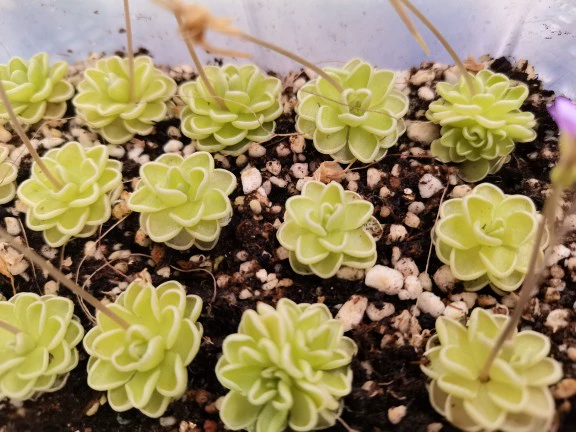 Ловушка насекомых Aosi плотоядное растение