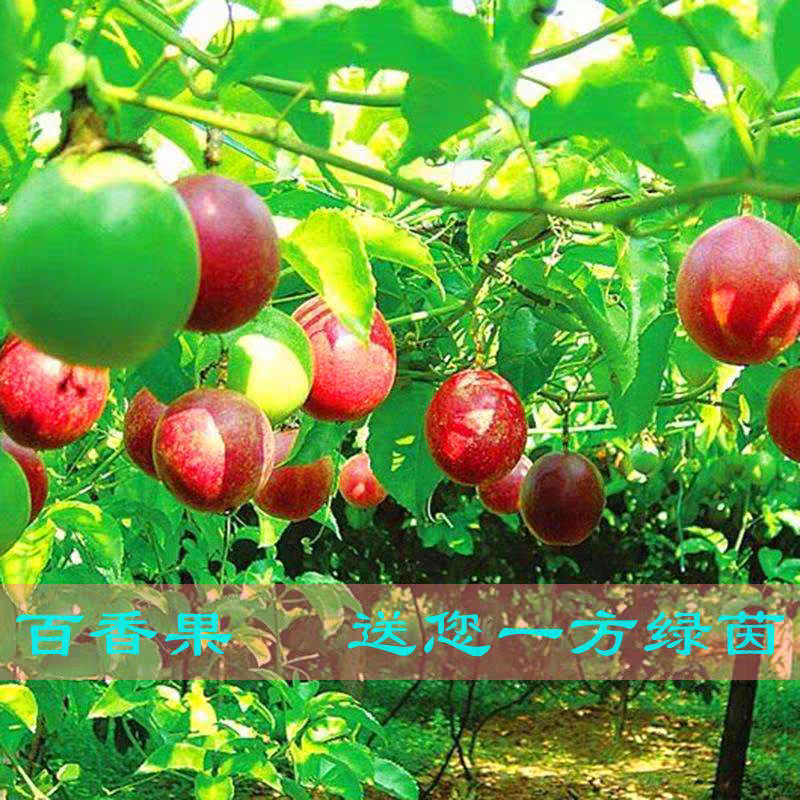 百香果苗南北方盆栽地栽阳台庭院种植当年结果爬藤黄金百香水果苗
