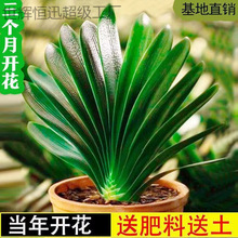 �����m�������m���Ծ����m���ļ�����ֲ���҃��k���Һ��B