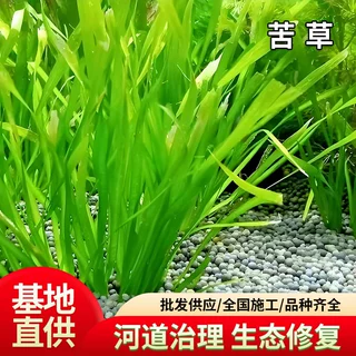 苦草黑藻金鱼藻狐尾藻菹草荷花眼子菜水花生各种园林水生植物基地