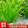 园林狐尾水生植物苦草