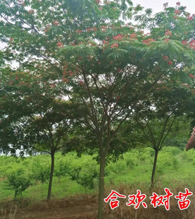 һ�����lͥԺֲ��Ϛg���� ��Ϛg �y�Ϛg�������F���� ����Ϛg