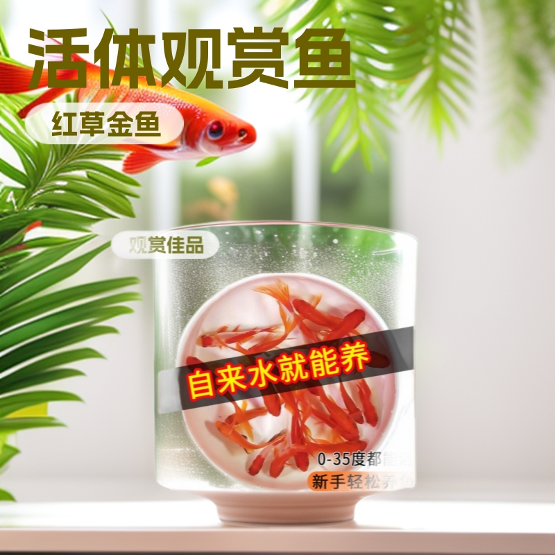 Red Grass Carp Ornamental Fish Wholesale Live Koi Small Goldfish Fry Grass Goldfish Freshwater Small Fish Aquarium Fish