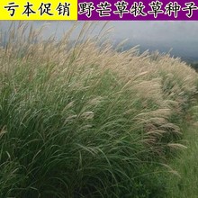 批发芒草种子细叶野芒草种子水生植物种子多年生莽草白微龙胆白薇