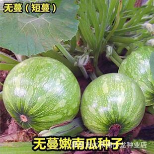 �o�����ϹϷN�Ӻóԟo�ٶ���С���С�Ϲ��r��ͥԺ�����߲˷N��