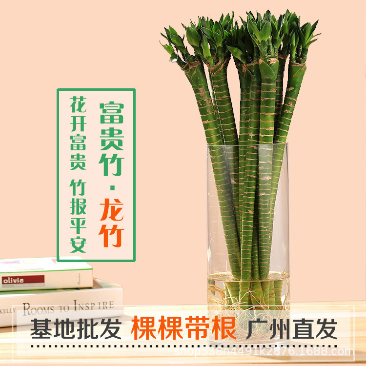 O1CN01y2t7ol26fbrvpyybt_!!4241