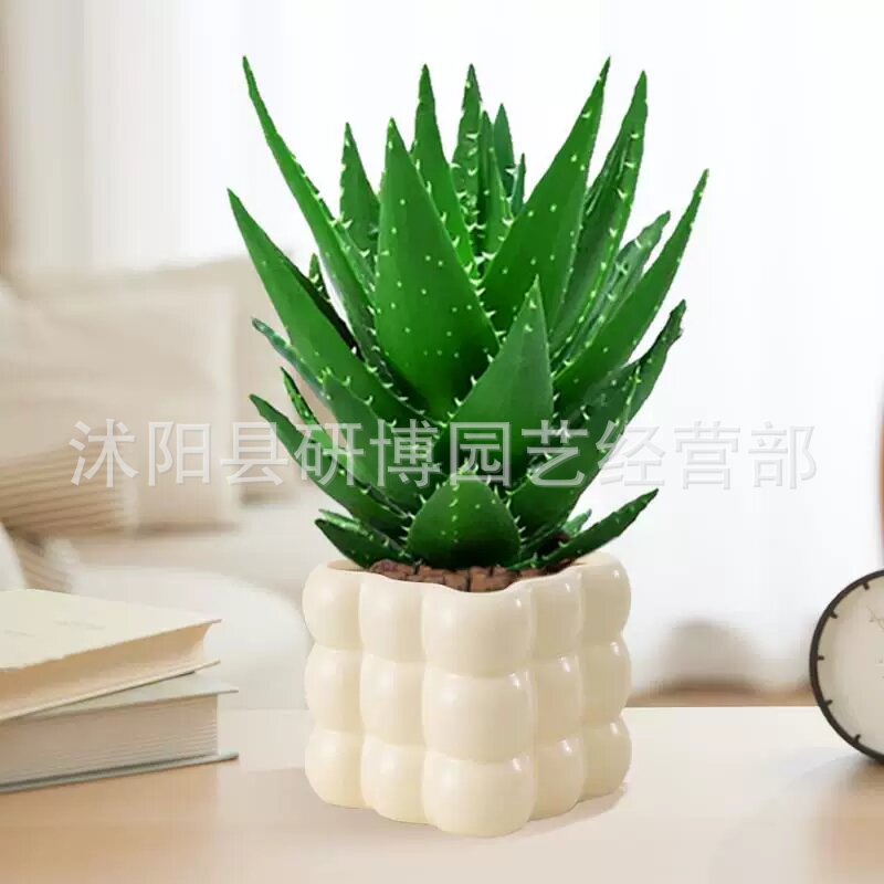 Curacao Aloe Vera sala de macetas belleza irrigación piel verde escritorio de oficina carne ciudad que nunca duerme Aloe Vera flores cactus