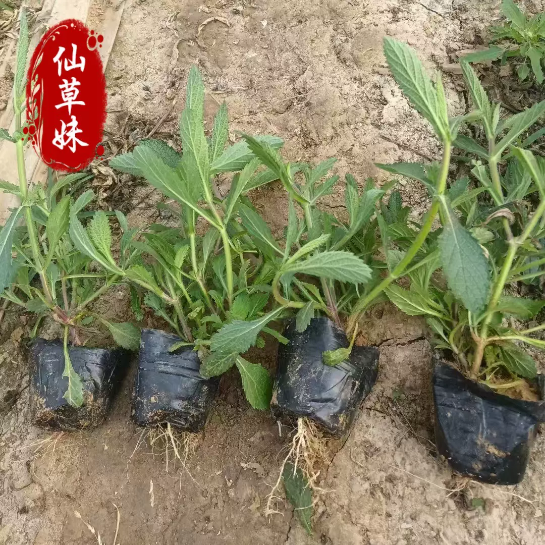 绿化苗木马鞭草 区花海景观宿根马鞭草苗木景花卉基地种苗批发