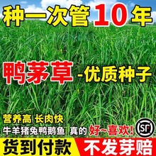 éݷNӹ@͟ͺιţZuݷN