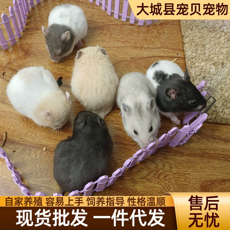 Длинношерстный тигровый полосатый медведь-хомяк, живое животное, подходящее для детей, для выращивания мелких животных, живой хомяк, оптовая продажа хомяков.