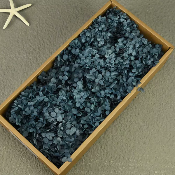 B -level Anna hydrangea blue blue