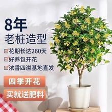 四季桂花浓香型树苗老桩月桂花卉盆栽开花绿植客厅庭院阳台