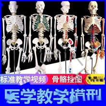 ���w����ģ�͹Ǽ�ȫ�����^С�����t���٤����̌Wģ�ͽ��ʿɲ�