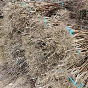 ������ɽ���r�� �����ɽ�Ʒ�N һ����ɽ高����l