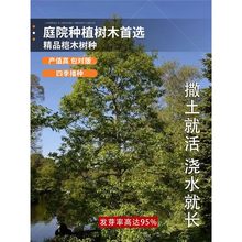 桤木林木种子四季正宗种子水冬瓜树种籽水青风桤蒿种子桤木种