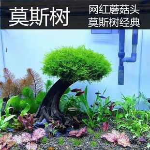 # @ moth tree fish tank tree real tree sunken wood water grass lazy person landscape without bottom sand big mushroom head fish tank landscape pendulum