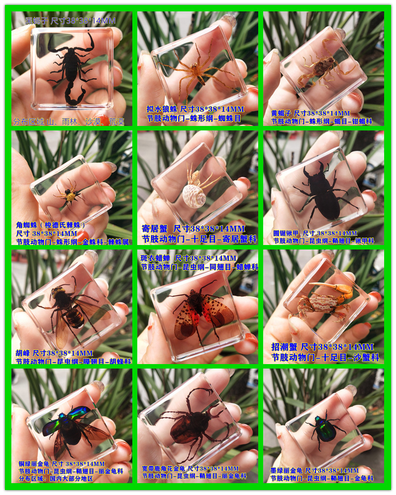 정사각형 모양의 인기 판매 모델 12개(상자 없음)