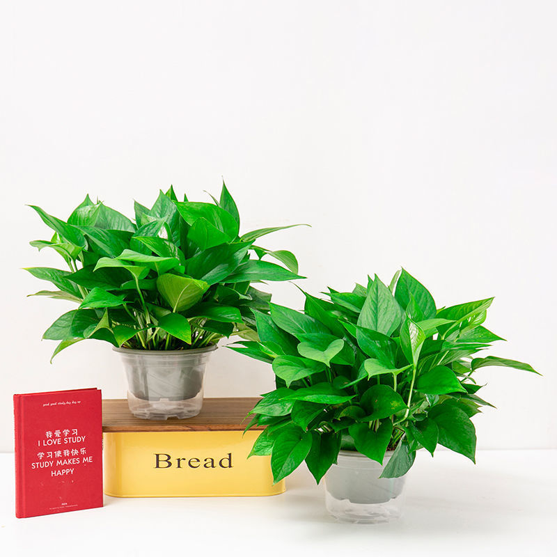 냄비 2개에 수분을 흡수하는 식물 55개 + 액체 1개