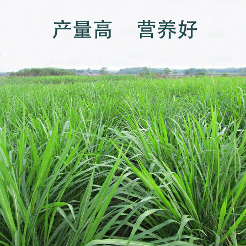 Многолетние семена ржи Холодоустойчивые семена пастбища Four Seasons Вечнозеленое разведение свиней, крупного рогатого скота, овец, курицы, утки, гуся, рыбы Семена