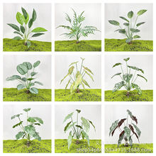 12�^�Gֲ�~�ӱ�����ܛ�b�OӋ��Ļ�ˇ�OӋ�Gֲ���԰����Gֲ�~��