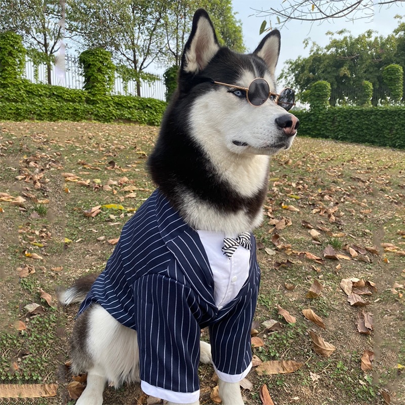 (2개) 개 결혼식 축제 복장 정장 드레스 SAMOYED LABRADOODLE 골든 리트리버 대형 개 결혼식