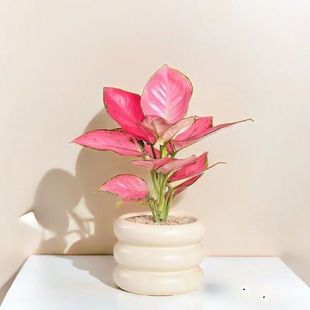 �����t��������ʺ�Gֲ�k���҃ȿ͏d���滨��ֲ����ĳȩ���Ժ��B