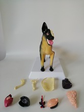 狗骨骼模型 狗骨骼模型品牌 图片 价格 狗骨骼模型批发 阿里巴巴