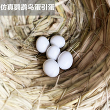 鹦鹉假蛋鸟类鹦鹉实心蛋文鸟皮皮牡丹玄凤鸟蛋引蛋鸟具玉鸟蛋