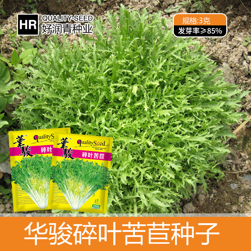 苦菊种子四季盆栽菜园花叶黄心鸟巢苦苣种籽碎叶细叶苦苣菜种孑籽