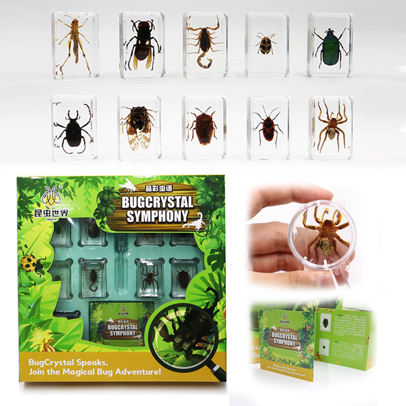 Real insect specimen children's science education toy set collection desktop decoration birthday gift box holiday present
