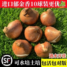 十颗进口郁金香大种球五度带芽土水培绿植盆栽四季开花风信子百合