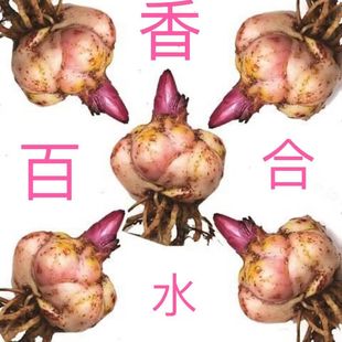 Dropshipping Imported Lily Bulbs Lily Seeds Flower Balls Double Lily Indoor Balcony Potted Ground Planting