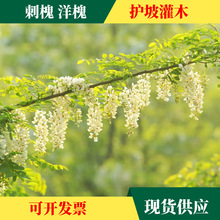 o¹ľN뻱̻໨ľm֦Ӹٻɽ;Go¹