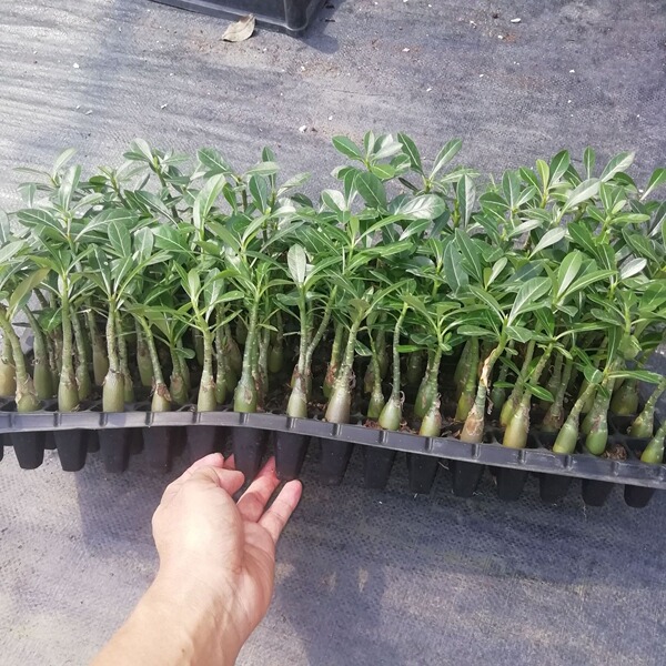 Flower seedlings wholesale desert rose seedlings source…