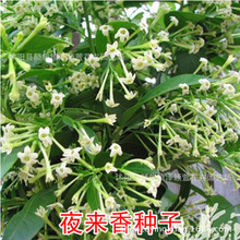 批发草花种子 夜来香种子 芳香花卉 盆栽绿植 保证品质 易种植