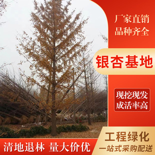 �S��ֱ�N3 5 10 12 15 18 20 25 30 35 40 50 60�����y�� �y�Ә�