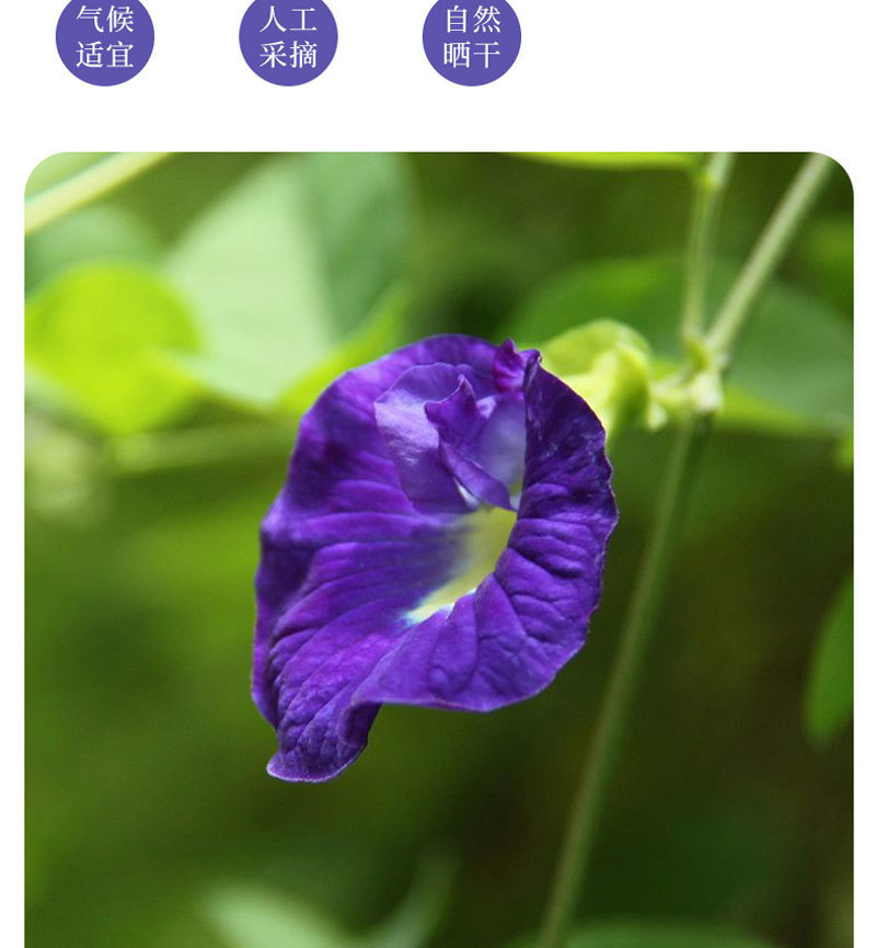 Butterfly Pea Flower Lan Hu Die Dried Blue Petals for Tea Drinks and Natural Food Coloring 30g Bottle quality and texture