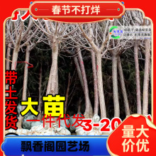 һlشӘ޽ӷͥԺϱtڲ