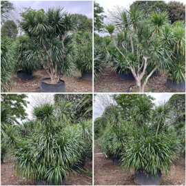 剑叶龙血树 大型龙铁树 多头龙须树 耐阴好养热带植物