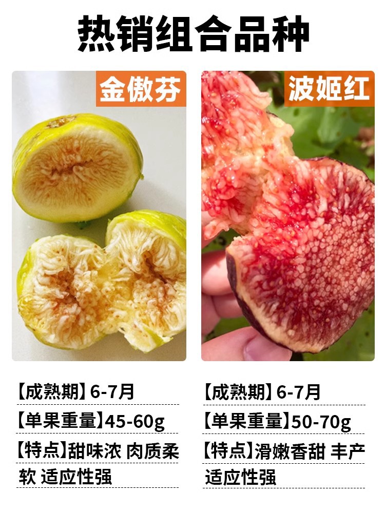 [핫셀링 모델] 보지레드 1그루 + 진아오펀 1그루 (총 2그루) 5년생 모종