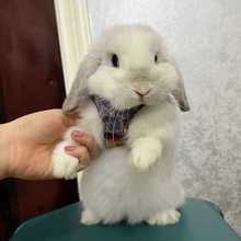 兔子活物小型迷你道奇侏儒荷兰折耳兔宠物活体好养可爱霜白垂耳兔